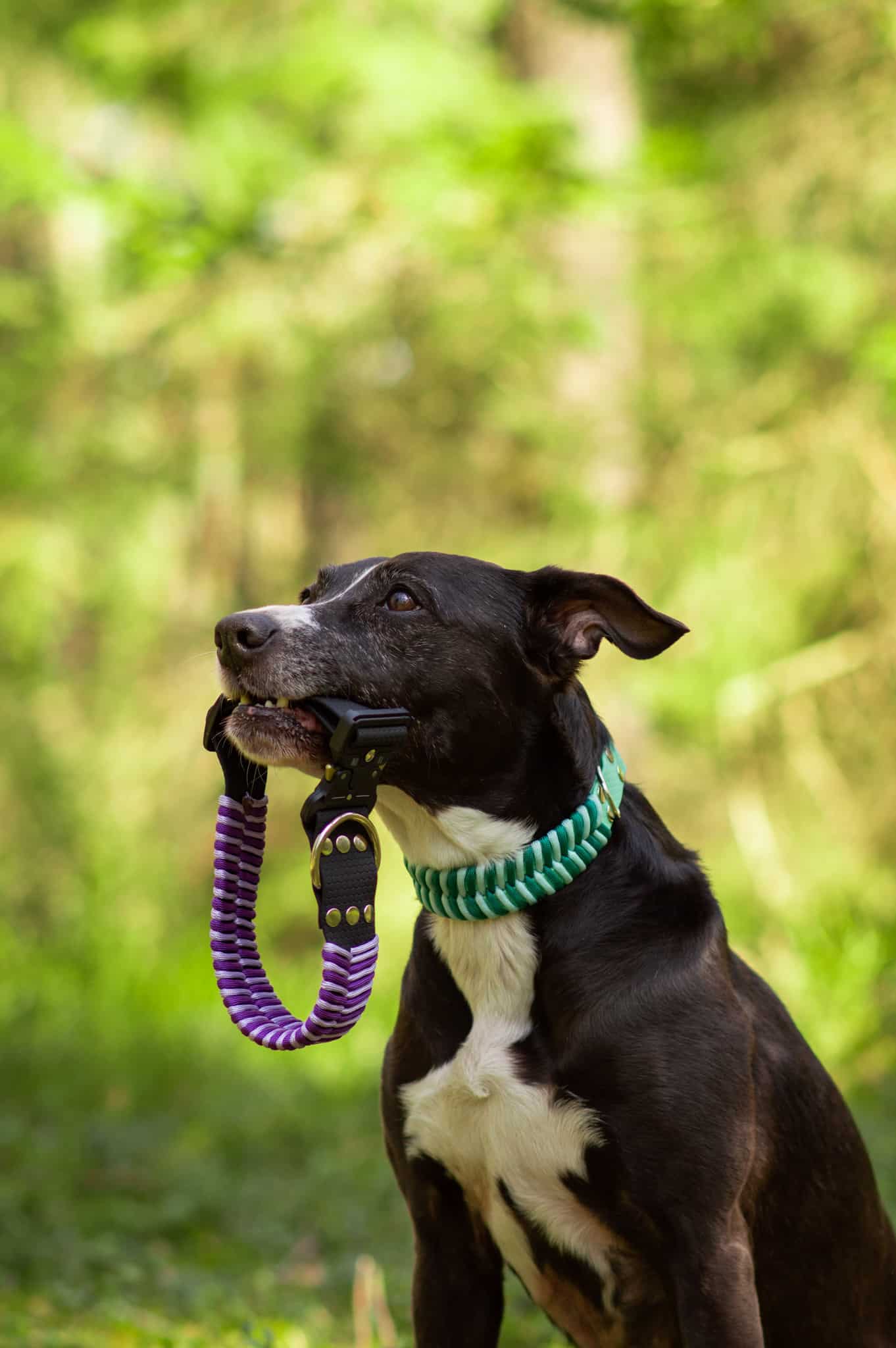 Pastelowa wodoodporna obroża dla psa paracord - obrazek 3