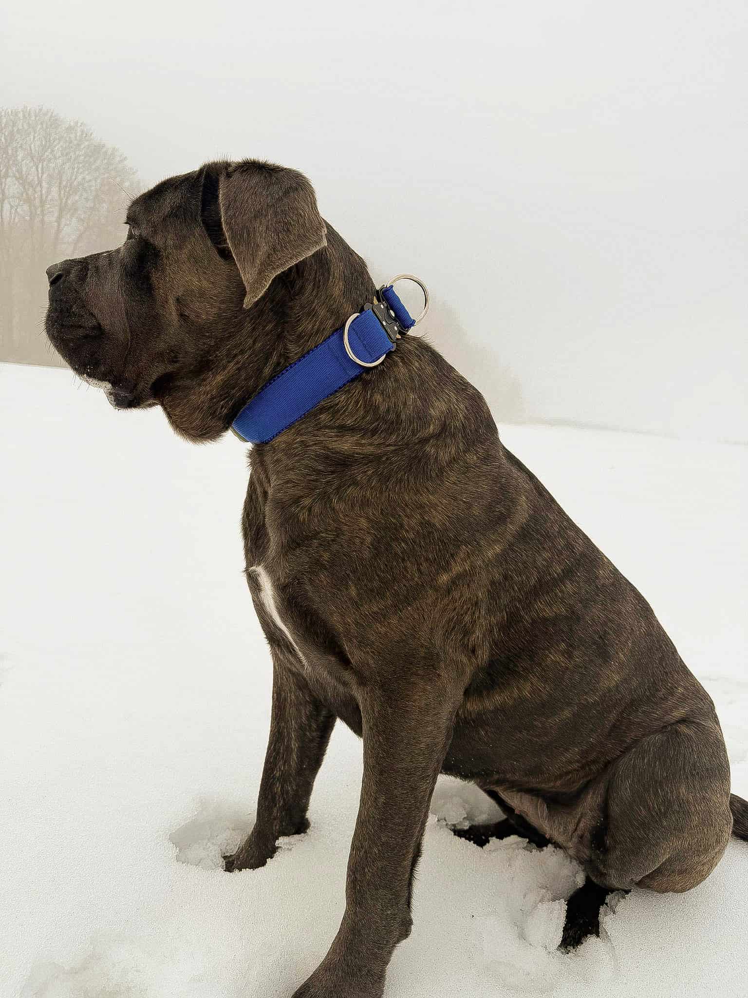 Obroża doublelock z podszyciem z siatki - obrazek 6